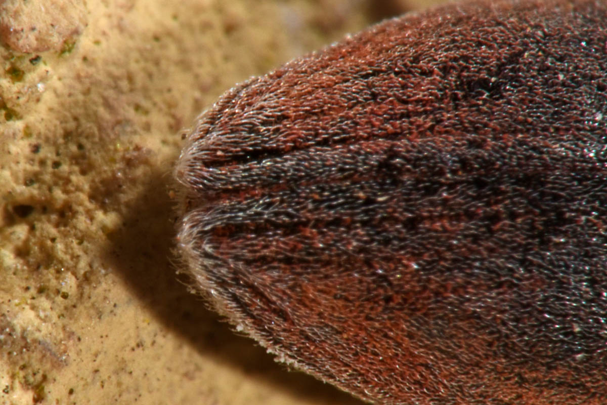 Curculionidae:  Lixus angustus?  S !